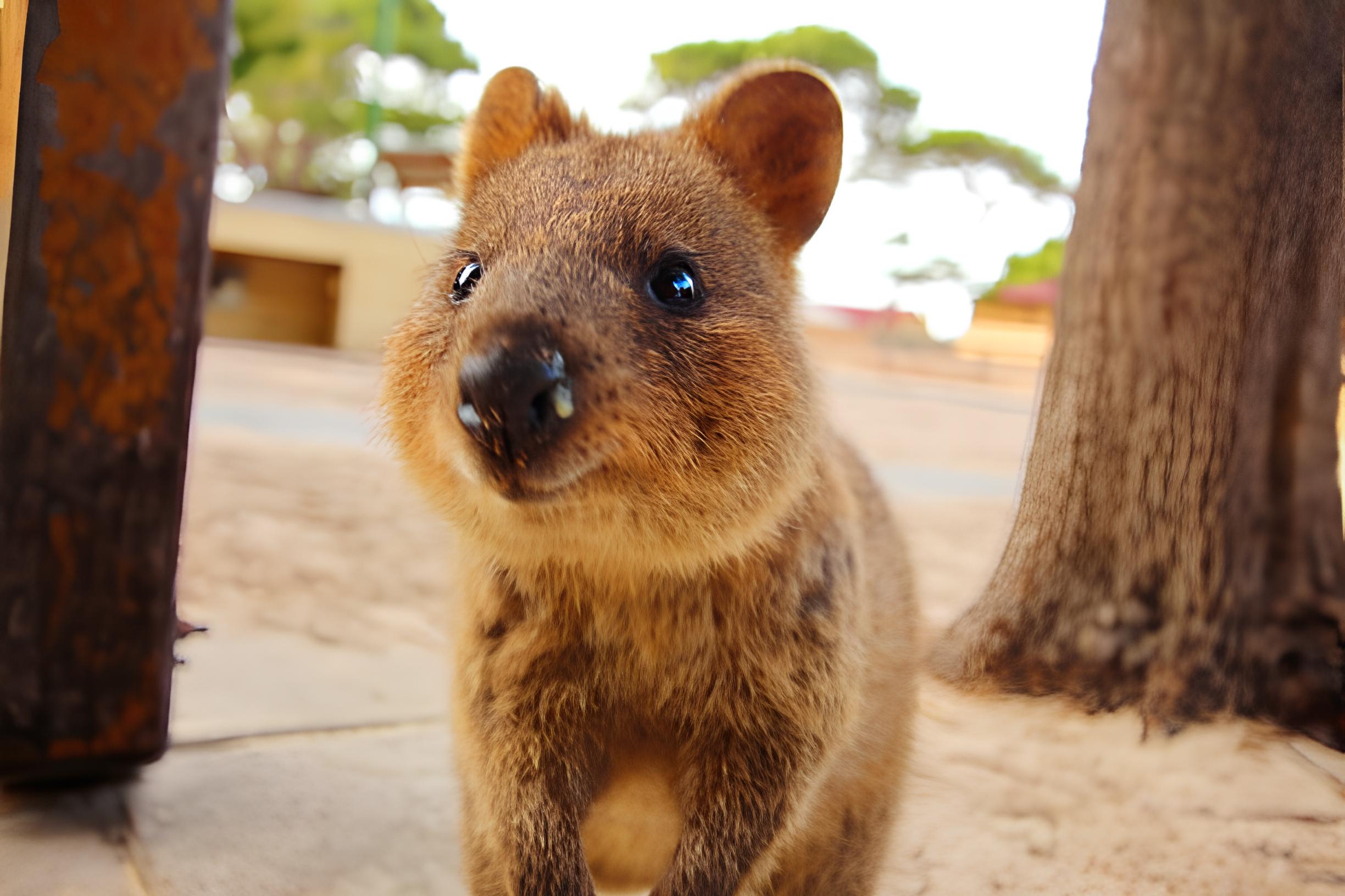 ロットネスト島ウェディングフォト完全ガイド｜パースから行く極上の1日